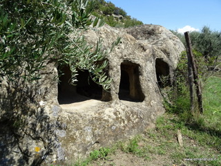 Orgale